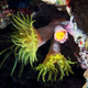 Illustration for article titled Perhaps the Most Beautiful Undersea Photography Weve Ever Seen